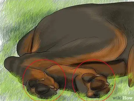 Image titled Identify a Gordon Setter Step 10