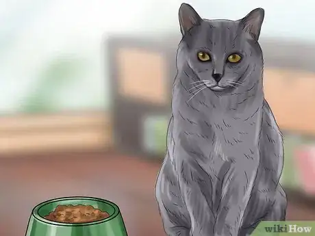 Image titled Diagnose and Treat Vitamin A Toxicity in Cats Step 3