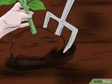 Image titled Overwinter Dahlias Step 3Bullet2