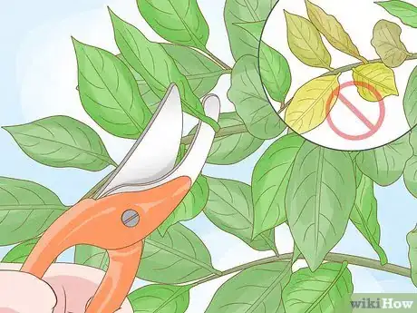 Image titled Harvest Bay Leaves Step 2