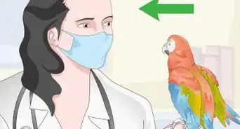 Treat Allergies in Macaws