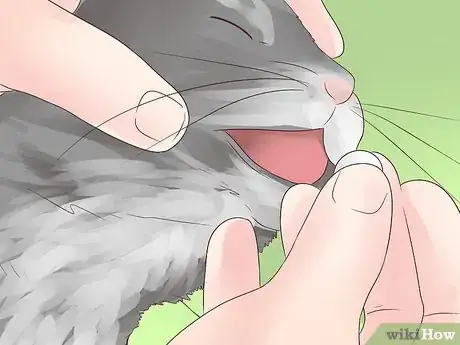 Image titled Treat Epilepsy in Cats Step 2