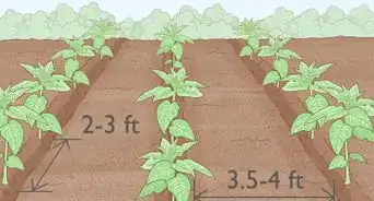 Grow Tobacco Inside