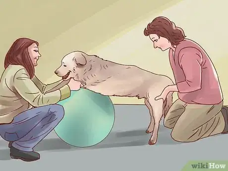 Image titled Help Your Dog Through Physical Therapy Step 6