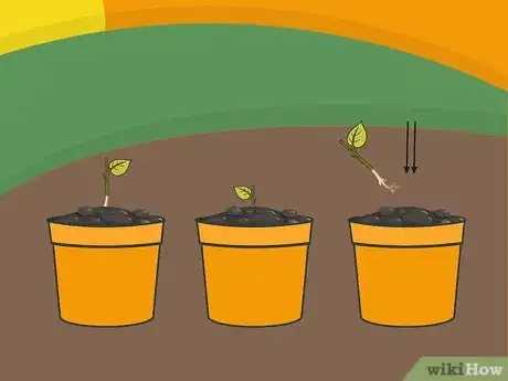 Image titled Grow a Chilli Plant from a Seed Step 8