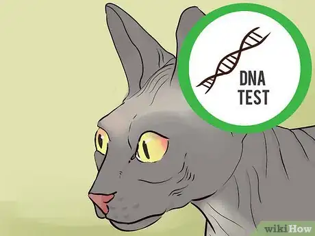 Image titled Identify a Sphynx Cat Step 12