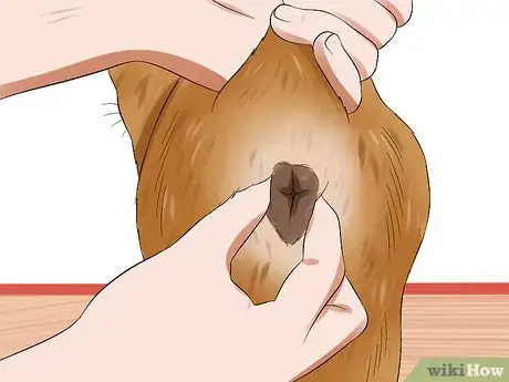 Image titled Express a Cat's Anal Glands Step 6