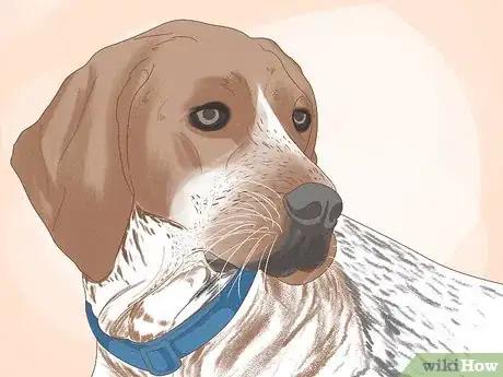 Image titled Identify an American English Coonhound Step 2