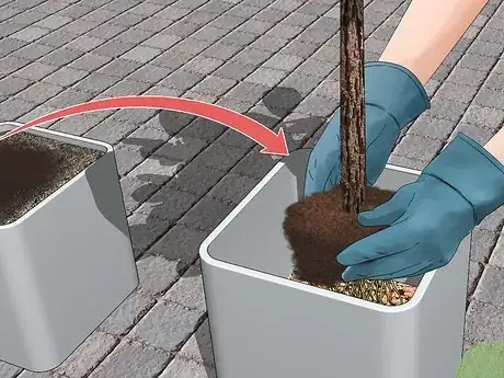 Image titled Care for a Fiddle Leaf Fig Step 14