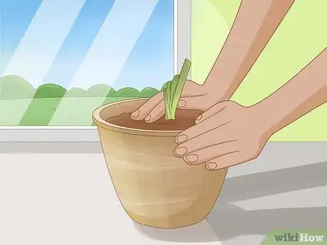 Image titled Grow Bearded Irises Step 9