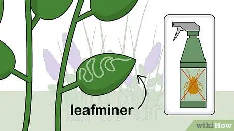 Image titled Care for Lilacs Step 15