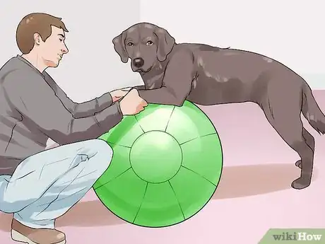 Image titled Greatly Improve the Life of a Dog with Arthritis Step 14