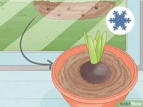 Image titled Force Bulbs Indoors Step 1