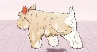 Tell if a Dog Is in Pain