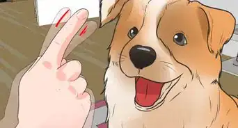 Identify a Shetland Sheepdog