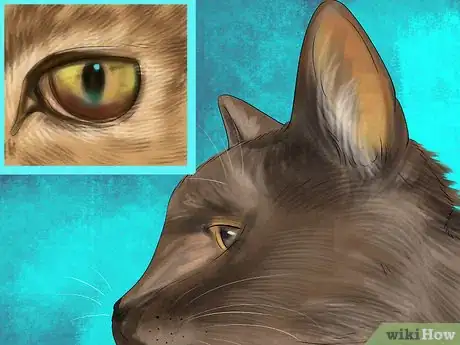 Image titled Diagnose Feline Hepatic Lipidosis Step 2