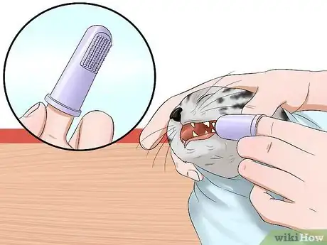 Image titled Care for American Shorthair Cats Step 13