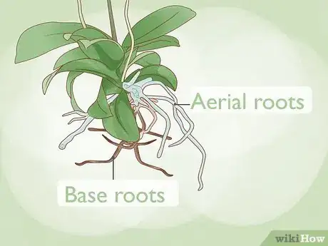 Image titled Repot Orchids with Air Roots Step 7