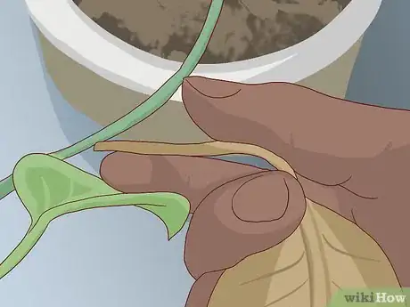 Image titled Prepare Your Garden for Winter Step 4