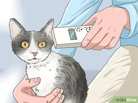 Image titled Get an ID Tag for Your Cat Step 7