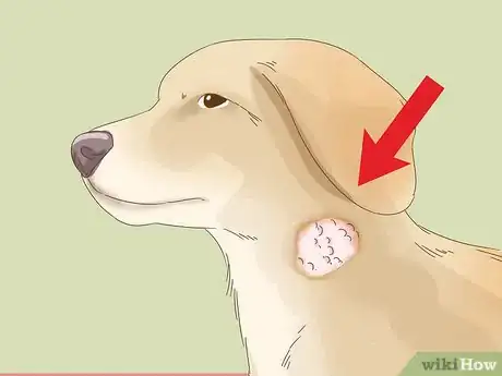 Image titled Treat Seasonal Allergies in Dogs (Home Remedies) Step 9