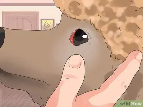 Image titled Diagnose Glaucoma in Poodles Step 4