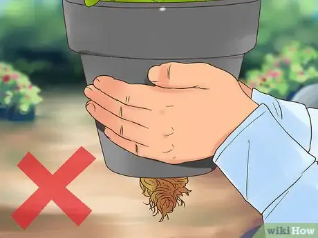 Image titled Buy Potted Flowers Step 7
