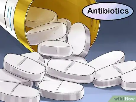 Image titled Handle Lung Fluke Infections in Cats Step 5