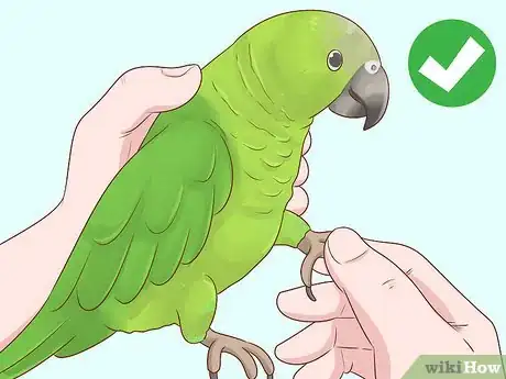 Image titled Choose an Amazon Parrot Step 7