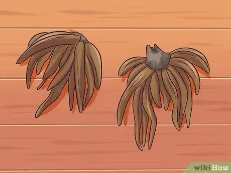 Image titled Plant and Care for a Ranunculus Step 3