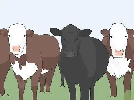 Image titled Treat Bovine Respiratory Disease Step 04