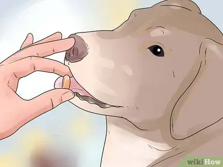 Image titled Soothe a Dog's Itchy Ears Step 4