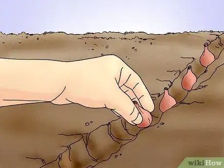 Image titled Save and Replant Forced Seasonal Bulbs Step 8