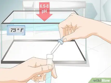 Image titled Take Care of Botia Fish Step 6