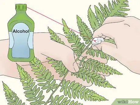 Image titled Grow a Rabbit Foot Fern Step 10