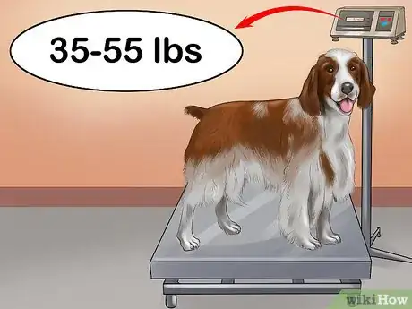 Image titled Identify a Welsh Springer Spaniel Step 1