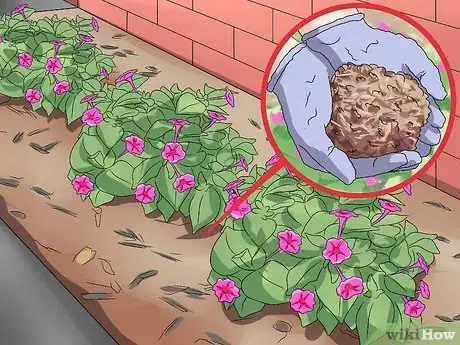 Image titled Grow Four O' Clock Flowers Step 19