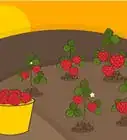 Grow Strawberries