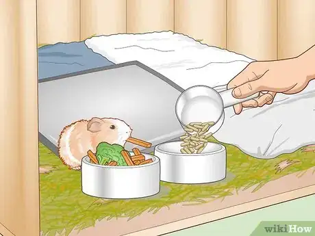 Image titled Care for an Outdoor Guinea Pig Step 22