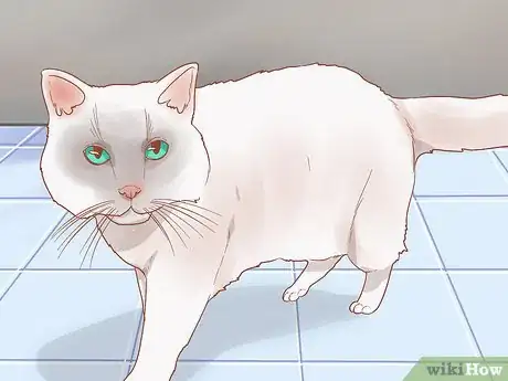Image titled Find a Friendly Kitty Step 4