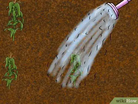 Image titled Grow and Harvest Glass Gem Corn Step 7