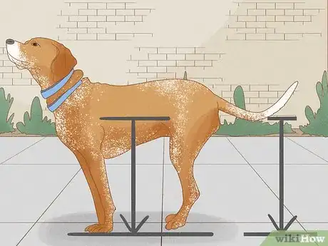 Image titled Identify an American English Coonhound Step 6