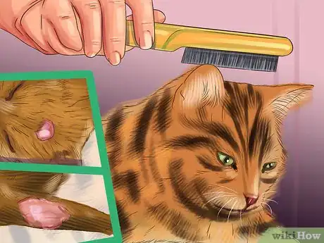 Image titled Care for Toygers Step 5