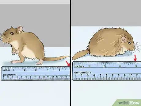 Image titled Choose a Gerbil Breed Step 1