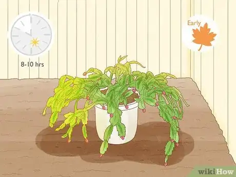 Image titled Get a Christmas Cactus to Bloom Step 5