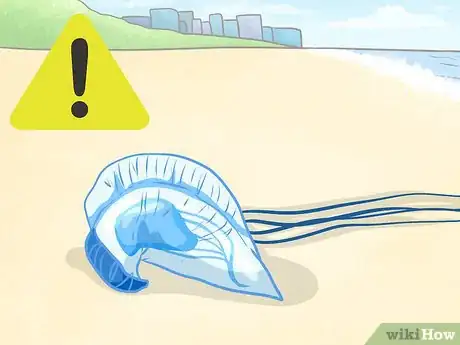 Image titled Identify Dangerous Marine Animals in Australian Waters Step 3