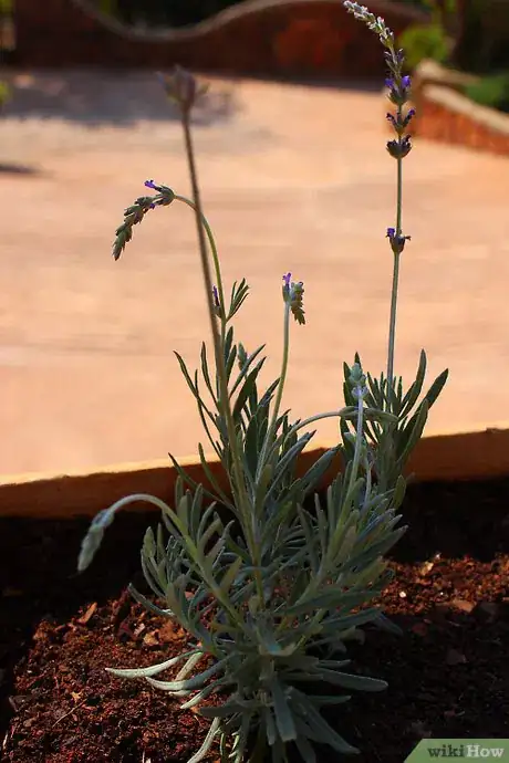 Image titled Strike a Lavender Cutting Step 6