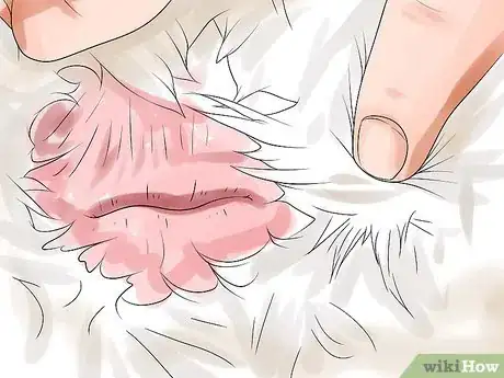 Image titled Tell the Difference Between Male and Female Ducks Step 8