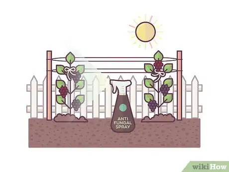 Image titled Grow Boysenberries Step 19