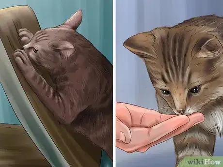 Image titled Train Your Cat with Positive Reinforcement Step 5